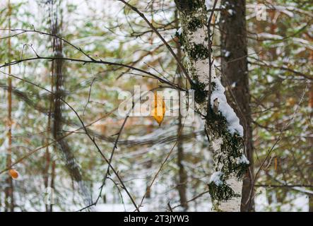 Gelbes verwelktes Birkenblatt auf einem Zweig in einem Winterwald Stockfoto