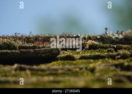 Sonnendurchflutetes Moos und Flechten wachsen auf einem schrägen Schieferdach. Stockfoto