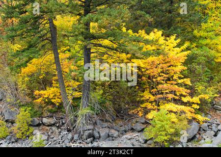 Szene mit schöner Herbstfarbe mit warmen Gelbtönen und grünen Tannen Stockfoto