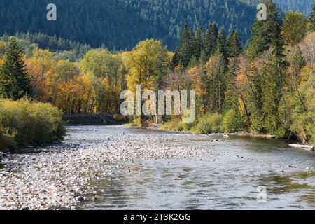 Bäume mit Herbstfarben säumen die Ufer des South Fork Skykomish River Stockfoto