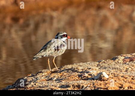 Australischer Schwarzer Dotterel, der am Fluss thront Stockfoto