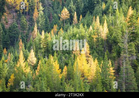 Laublärchen leuchten gelb zwischen grünen immergrünen Tannen in einem Wald der Kaskadenzüge Stockfoto