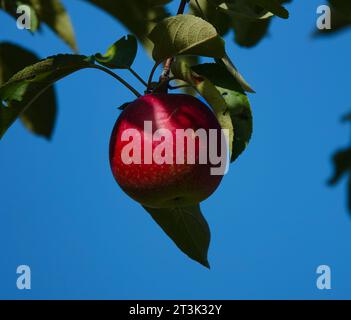 Roter Apfel hängt an einem grünen Ast an einem blauen Himmel Stockfoto