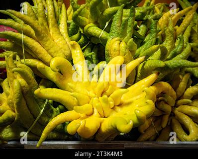 Buddha's Hand Citron Fruit oder Fingered Citron. Citrus medica var. Sarkodaktylis. Geschätzt für ihren Duft, bringt Glück und wird als Geschenk für Neujahr geschenkt. Stockfoto