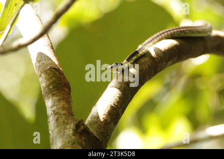 Reptilien in Sri Lanka in der Wildnis, besuchen Sie Sri Lanka. Stockfoto