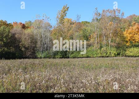 Goldrute dominiert eine Wiese in Linne Woods in Morton Grove, Illinois mit Herbstfarben Stockfoto