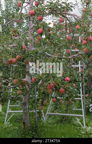 Reife Äpfel auf Bäumen in einem Obstgarten mit Leitern Stockfoto
