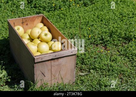 Holzkiste im Obstgarten voller reifer Äpfel Stockfoto