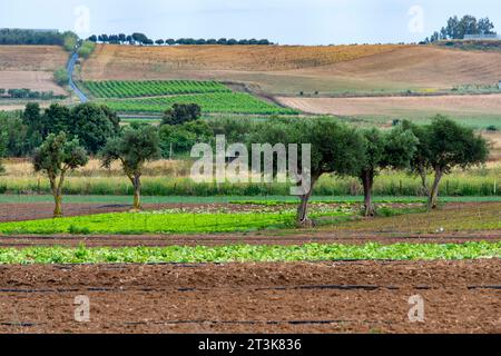 Landwirtschaftliche Felder in Süd-Sardinien - Italien Stockfoto