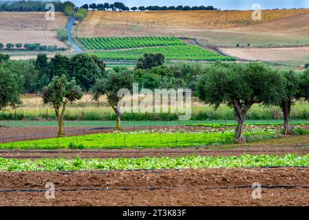 Landwirtschaftliche Felder in Süd-Sardinien - Italien Stockfoto