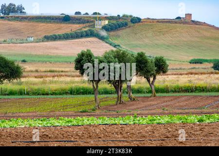 Landwirtschaftliche Felder in Süd-Sardinien - Italien Stockfoto