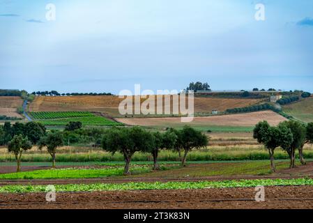 Landwirtschaftliche Felder in Süd-Sardinien - Italien Stockfoto