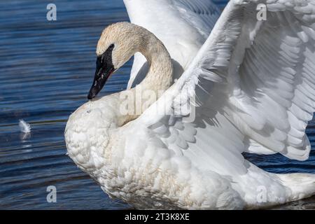 Trompeter Swan (Cygnus Buccinator) schwimmt in Swan im Yellowstone-Nationalpark. Trumpter Swans sind die größten Wasservögel Nordamerikas. Stockfoto