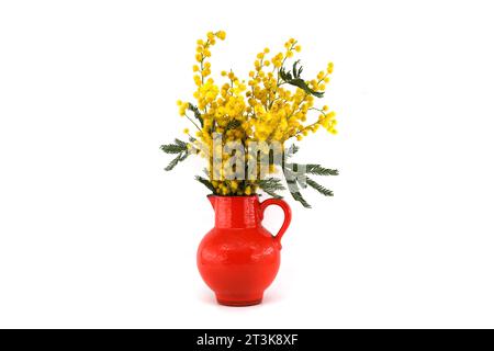 Strauß gelber Mimosa-Blüten in roter Vase isoliert auf weißem Hintergrund. Akazie dealbata (Silberschlag) Stockfoto