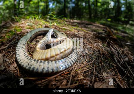 Eastern Hognose spielt tot aus Massachusetts Stockfoto