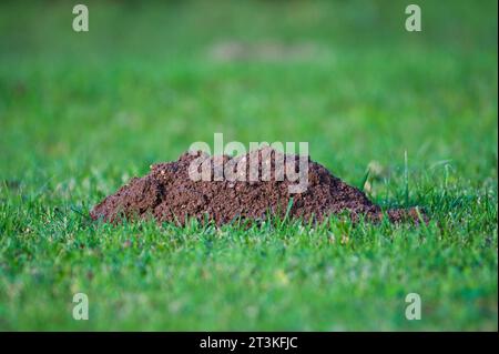 Maulwurf auf dem Feld, europäischer Maulwurf talpa europaea, Ungeziefer - Feind aller tschechischen Bauern. Sonniger Herbsttag. Tschechische republik. Stockfoto