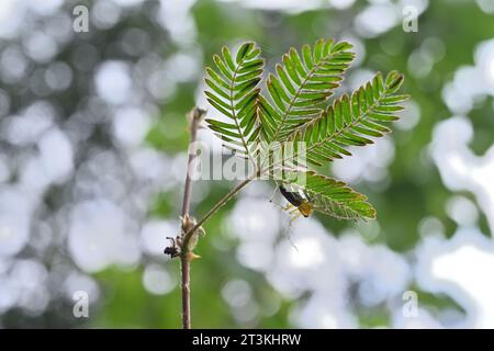 Blick auf eine stachelige Spinne, bekannt als gestreifte Luchspinnen, die unter einem Faltblatt der Sleepy Pflanze (Mimosa pudica) sitzt Stockfoto