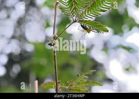 Tiefwinkelansicht einer empfindlichen Pflanze (Mimosa pudica) mit einer gestreiften Luchsspinne, die unter dem Faltblatt sitzt Stockfoto