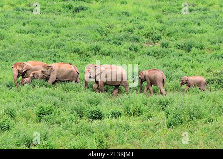 Wilde asienelefanten leben in grünen Wiesen im Kui buri Nationalpark in Prachuap Khiri Khan Thailand Stockfoto