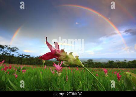 Dok Krachiao Blooming oder Siam-Tulip Festival in Thung Bua Sawan (Sai Thong National Park) Chaiyaphum, Thailand Stockfoto