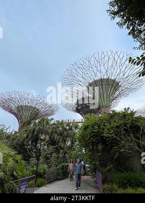 Singapur, Singapur. Oktober 2023. Die Superbäume in den Gärten an der Bucht. Mehr als 160.000 Pflanzen wachsen auf den futuristischen Metallbäumen. Solarzellen erzeugen Strom, und die Bäume sammeln auch Regenwasser. Vermerk: Carola Frentzen/dpa/Alamy Live News Stockfoto