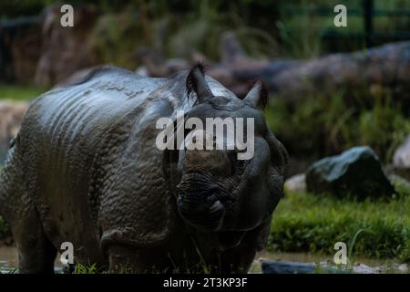 Seltene, fast ausgestorbene indische Nashörner im Zoo von Singapur während der nächtlichen Safari-Tour. Nahaufnahme des Hochformatbildes Stockfoto