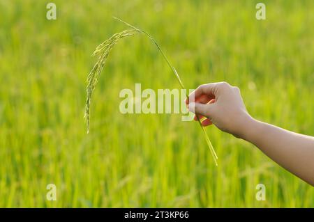 Hand mit grünem Reisohr mit grünem Reisfeld Hintergrund. Stockfoto