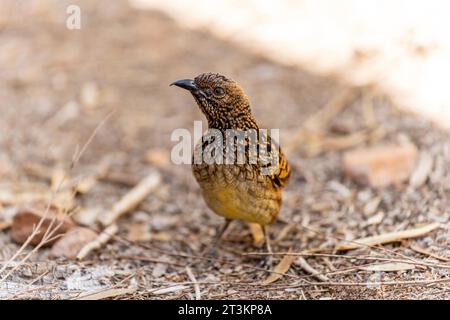 Westlicher Bowerbird auf dem Boden Stockfoto