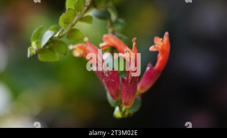 Aeschynanthus pulcher hat zylindrische Blüten, die rot sind und feine Haare auf der Oberfläche haben Stockfoto