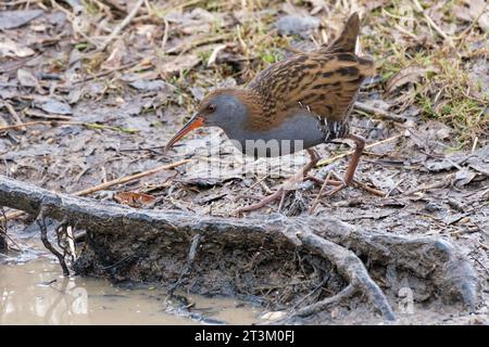 Eine männliche Wasserschiene, Rallus aquaticus, die in ihrem Feuchtgebiet in Slimbridge, England, auf der Suche ist Stockfoto