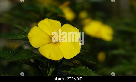 Turnera ulmifolia blüht auf dem Baum, die Blütenblätter sind fünf gelb, wobei das Pistil und der Stempel in der Mitte nach unten gebogen sind. Stockfoto