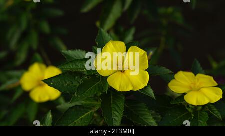 Turnera ulmifolia blüht auf dem Baum, die Blütenblätter sind fünf gelb, wobei das Pistil und der Stempel in der Mitte nach unten gebogen sind. Stockfoto