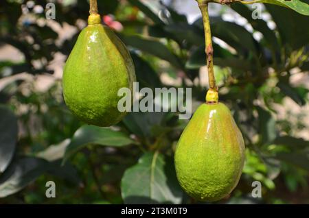 Avocadofrucht ist auf dem Baum, grün mit einer glänzenden Oberfläche. Stockfoto