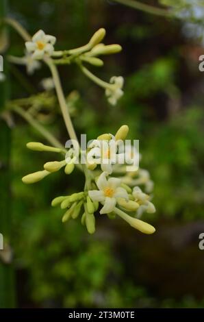 Die männliche Carica Papaya hat Blüten in langen Häufchen mit kleinen Blütenblättern. Stockfoto