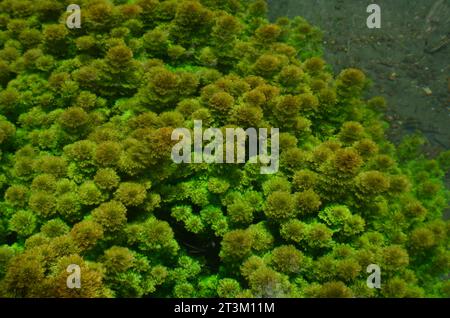 Limnophila sessiliflora hat grüne haarförmige Blätter, diese Unterwasserpflanze wächst leicht in Gebieten mit ausreichend Sonnenlicht. Stockfoto