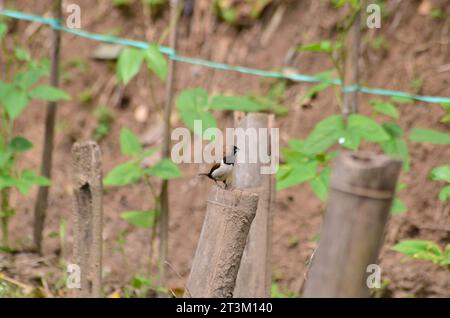 Der Javan Munia Vogel oder Lonchura leucogastroides steht auf einem Bambusstiel in einem landwirtschaftlichen Gebiet. Stockfoto