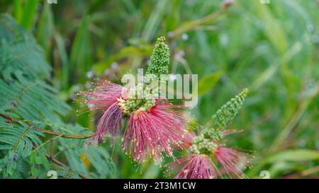 Calliandra houstoniana blüht auf dem Baum. Die Blütenblätter sind wie rote Haare in großen Bündeln, die sich erheben. Stockfoto