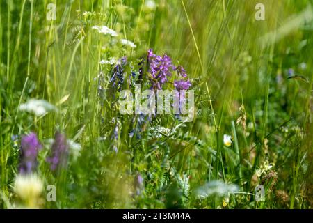 vicia cracca Pflanze mit violetten Blüten auf einem grünen Feld. Hochwertige Fotos Stockfoto