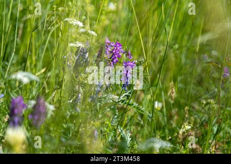 vicia cracca Pflanze mit violetten Blüten auf einem grünen Feld. Hochwertige Fotos Stockfoto