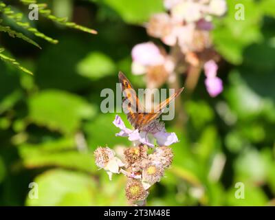 Torwächter oder Heckenbrauner (Pyronia tithonus) Schmetterling aus der Familie der edlen Schmetterlinge (Nymphalidae) Stockfoto