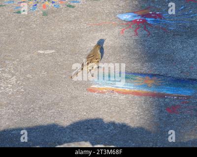 Eine europäische Felspiphe Anthus petrosus sucht auf einer Betonplattform auf den Küstenfelsen von Falmouth Cornwall England nach Ameisen als Nahrung Stockfoto