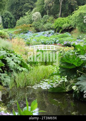 Eine gekrümmte weiße Brücke zwischen blühenden Hortensien in Trebah Garden, Cornwall, England Stockfoto