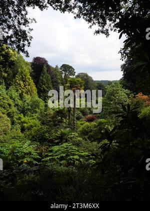 Baumfarne, Palmen und andere tropische Pflanzen, die in einer Schlucht im Trebah Garden, Cornwall, England, wachsen Stockfoto