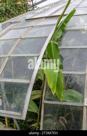 Das ungewöhnlich geformte tropische Gewächshaus im Nantes Plant Garden (Jardin des Plantes de Nantes). Ein botanischer Garten, klassifiziert als Jardin remarquable. Stockfoto