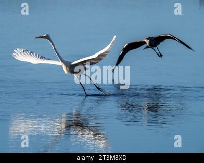 Großer Egret, Ardea alba wird von einem Graureiher gejagt, Ardea cinerea im Leighton Moss Naturschutzgebiet in der Nähe von Silverdale, Lancashire, Großbritannien. Stockfoto