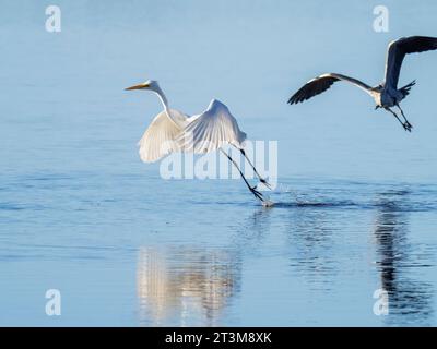 Großer Egret, Ardea alba wird von einem Graureiher gejagt, Ardea cinerea im Leighton Moss Naturschutzgebiet in der Nähe von Silverdale, Lancashire, Großbritannien. Stockfoto