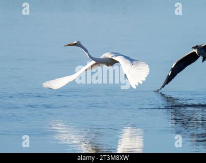 Großer Egret, Ardea alba wird von einem Graureiher gejagt, Ardea cinerea im Leighton Moss Naturschutzgebiet in der Nähe von Silverdale, Lancashire, Großbritannien. Stockfoto