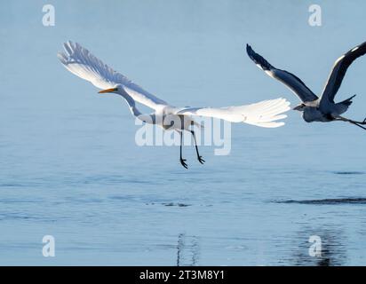 Großer Egret, Ardea alba wird von einem Graureiher gejagt, Ardea cinerea im Leighton Moss Naturschutzgebiet in der Nähe von Silverdale, Lancashire, Großbritannien. Stockfoto