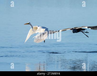 Großer Egret, Ardea alba wird von einem Graureiher gejagt, Ardea cinerea im Leighton Moss Naturschutzgebiet in der Nähe von Silverdale, Lancashire, Großbritannien. Stockfoto