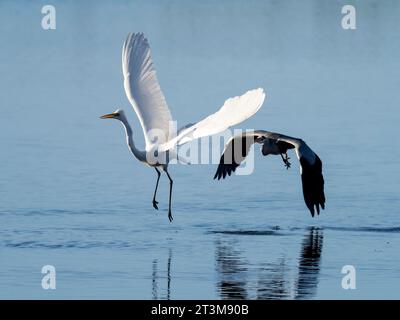 Großer Egret, Ardea alba wird von einem Graureiher gejagt, Ardea cinerea im Leighton Moss Naturschutzgebiet in der Nähe von Silverdale, Lancashire, Großbritannien. Stockfoto